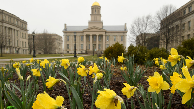 close up of yellow daffodils and old capitol building in the background